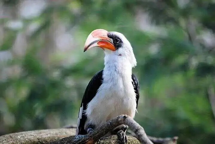 Jackson's Hornbill